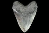 Serrated, Fossil Megalodon Tooth - Georgia #99328-2